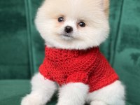 Pomeranian yavrular geldi