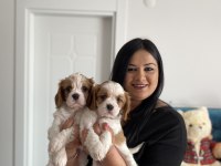 Cavalier king charles yavrularım