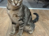TEKİR KEDİMİZE YENİ BİR YUVA ARIYORUZ