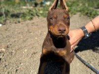 Show kalite doberman yavrular