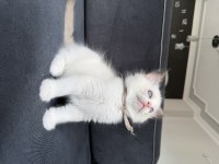 45 günlük ragdoll yavrular