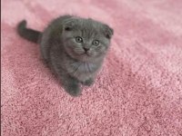 Scottish Fold Kedisi