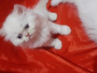 Iran kedi yavrusu