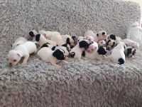 Yılbaşı bebek köpeklerimiz yeni evine gitmeye hazırlar