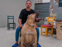 El presa canario puppies