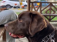 Labrador köpek