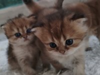 Chinchilla Yavruları