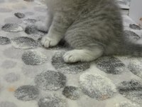 Scottish fold silver ayı surat