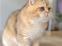 British shorthair yavruları