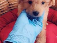MALTİPOO SON İKİ ERKEK YAVRU