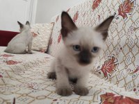 SAFKAN SİYAM KEDİSİ YAVRULARI
