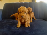 Mükemmel toy poodle yavrularımız