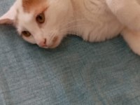 ÜCRETSİZ KEDİMİZ 6 AY BOYUNCA TÜM İHTİYAÇLARI KARŞILANACAK