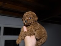 KORE TOY POODLE YAVRULARI YENİ YUVASINA HAZIR