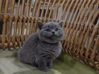British Shorthair 2,5 Aylık