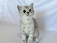 Minik British Shorthair Prenses