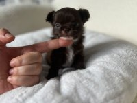 Mini mini chihuahua bebişler
