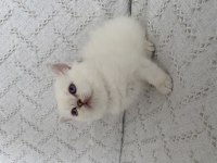 Muhteşem Güzellikte Safkan British Shorthair yavru