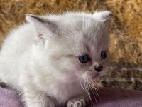 FULL ORJİNAL LYNX POİNT BRİTİSH SHORTHAİR