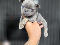 EXOTİC MÜKEMMEL KALİTE FRENCH BULLDOG YAVRULARİM