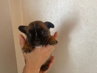45 günlük french bulldog