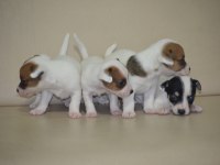 Safkan ırk garantili jack russell yavruları