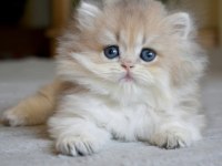 Gösterişli AY Golden British Longhair