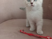 50 Günlük British Shorthair Dişi Yavru