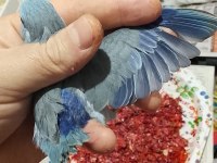 Forpus papağanı yavrularımız