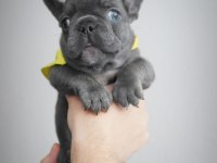Blue egzotik French Bulldog