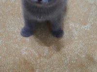 Birinci sınıf scottish fold yavrular
