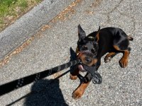 ESTETİK GÜZELLERİ SAF KAN DOBERMAN BEBİŞLER