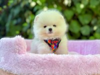Tea Cup Pomeranian Erkek