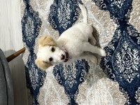 Melez Köpek