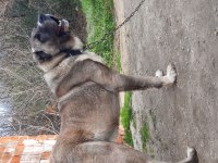 BOZ ÇOBAN KÖPEĞİ