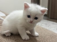 Scottish fold