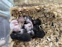 Yavru Hamster