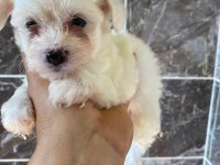 Minyatür orjinal morkie