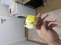 5 aylık ele alışkın erkek sultan papağanı