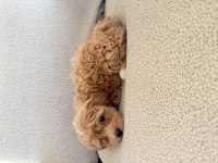 2 AYLIK MALTİPOO DİŞİ