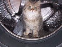 British longhair golden tabby