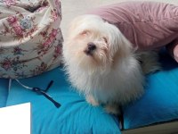 Maltese terrier bakımlı kimlikli aşıları tam
