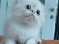 British longhair 35 günlük