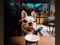 1.4 YAŞINDA ERKEK KISIR DEĞİL FRENCH BULLDOG