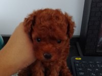 KOREKAN DİŞİ TEACUP RED POODLE
