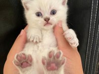 A Kalite 55 Günlük British Shorthair Teslime Hazır Bebekler