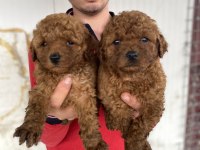 Red Toy Poodle Yavrular