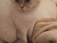 British Shorthair Kızıma Yuva Arıyorum