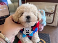 En güzel Maltipoo