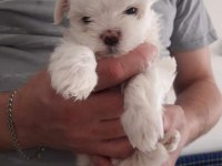 Maltese Terrier Yavrularımız Canlı Görerek Alabilirsiniz
